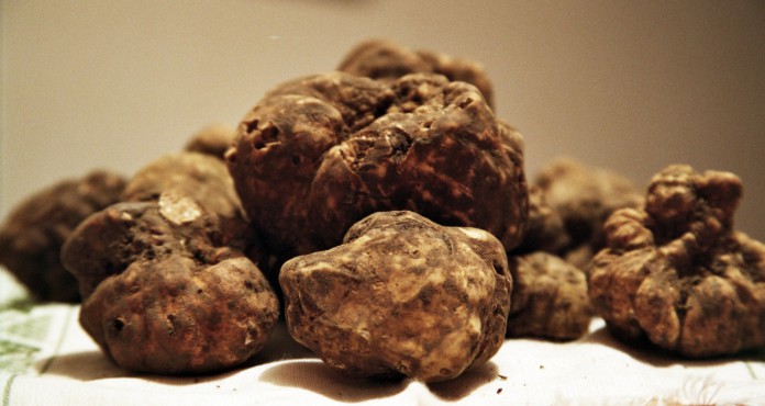 tartufo