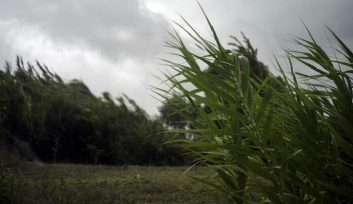 Immagine WhatsApp 2025-01-28 ore 14.32.49_7426ec39